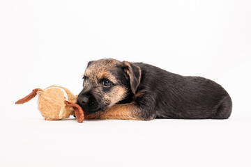 border terrier puppy