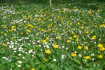 A meadow full of flowers in spring. Grass and flowers grow in the park. Yellow and white flowers in...