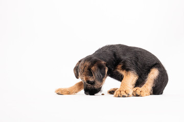 border terrier puppy