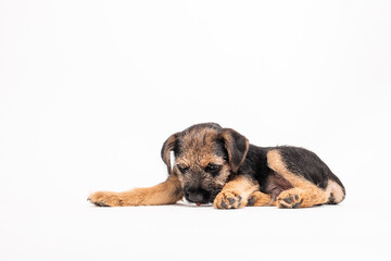 border terrier puppy