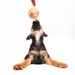 border terrier puppy