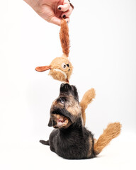 border terrier puppy