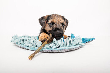 border terrier puppy