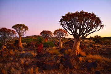 Sunrise in the Quiver Tree Forest (Kokerboomwoud) - tourist attraction that comprises about 250...