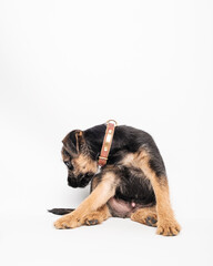 border terrier puppy