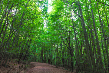 Jogging or running trail in the green lush forest.