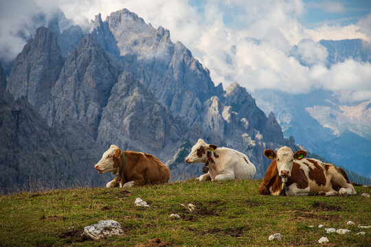 Cows on green meadow in Dolomite Mountains, Italy