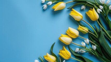 Solid color background, tulips, white space view.