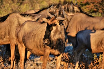 The blue or common wildebeest (Connochaetes taurinus) observed in Etosha National Park (Kunene region, northwestern Namibia)