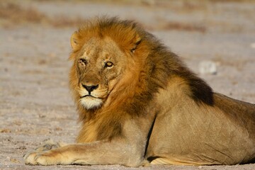 Lion (Panthera leo) observed in Etosha National Park (Kunene region, northwestern Namibia, Africa)