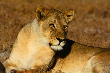 Lioness (Panthera leo) observed in Etosha National Park (Kunene region, northwestern Namibia, Africa)