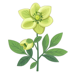 Minimalistic Flat Vector Illustration of a Hellebore Flower on a White Background in Cute and Simple Style with Transparent Cut Out - Ideal for Design Projects