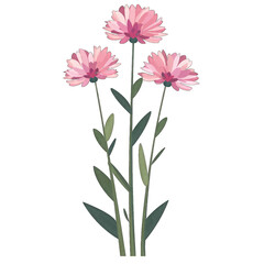 Minimalistic and Cute Flat Vector Illustration of Knautia Flower on White Background - Simple and Elegant Design in a Transparent Cutout Style