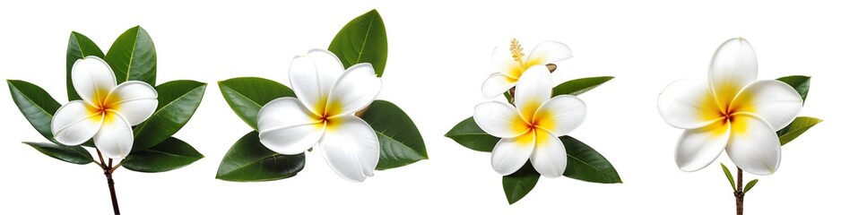 Set of Frangipani Plumeria White Flower Isolated on Transparent or White Background
