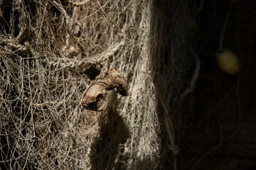 Dried fish in the net at ancient fisherman village at the banks of river Danube