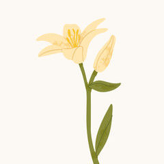 White lily flower isolated on white background. Realistic vector illustration.  Illustration for greeting cards, printing and other design projects.