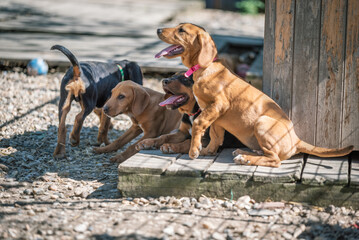 Small rescued dogs are in the dog play area for regular activities. They play and through play thay...