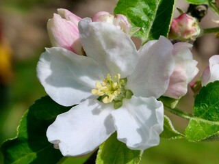 Blüte eines Apfelbaumes im Frühjahr