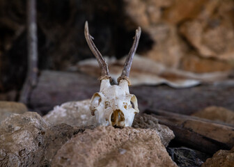 Goat skull inside a caveman's cave from prehistoric ages