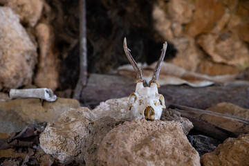 Goat skull inside a caveman's cave from prehistoric ages