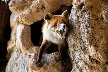 Red Fox Taxidermy inside cave