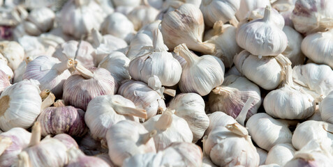 Pile of dry garlics in market
