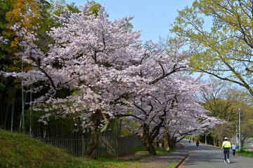 Fototapeta premium 満開になった桜並木と若葉の新緑が美しい風景