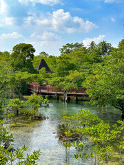 Clear waters reveal the rich aquatic life of a sunlit mangrove forest with a rustic wooden hut in...