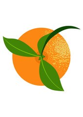 Fresh orange with leaves isolated