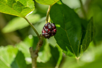 Mulberries