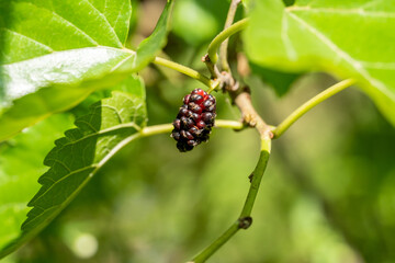 Mulberries