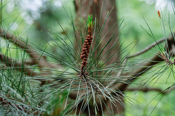 pine tree