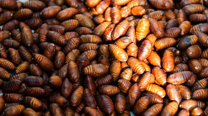 Poster A pile of silkworm pupae in market © xy