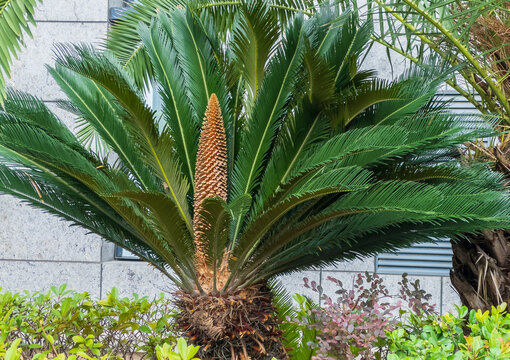 cycad