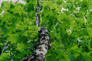 Fototapeta premium plane tree