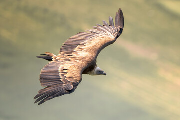 Eurasian griffon vulture (Gyps fulvus) in flight. Majestic large bird of prey in the family...