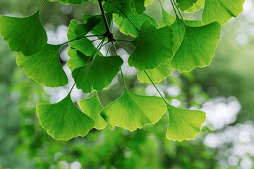 ginkgo