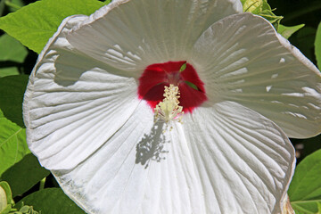 Fleur blanche au cœur rouge