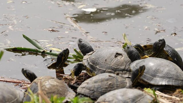 turtles in the water, family turtles. 4 k video