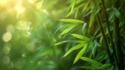 Gordijnen Lush bamboo forest, sun on bamboo, close-up, bokeh effect © ARTenyo