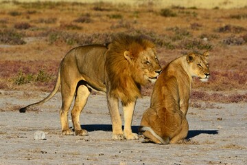 Lion (Panthera leo) licking his partner as observed in Etosha National Park (Kunene region, northwestern Namibia, Africa)