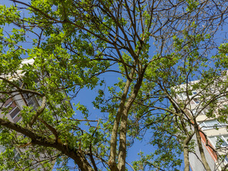 Treetop of elder against the sky and multi-story buildings - 787046107