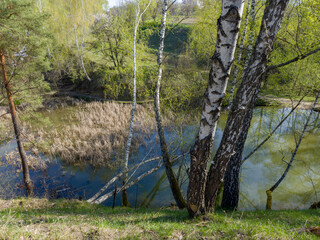 Birches on steep hilly bank of forest lake in springtime - 787046108