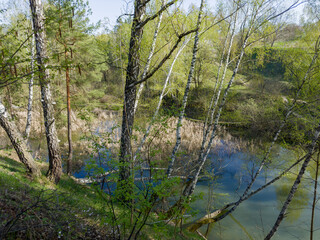Birches on steep hilly bank of forest lake in springtime - 787046109