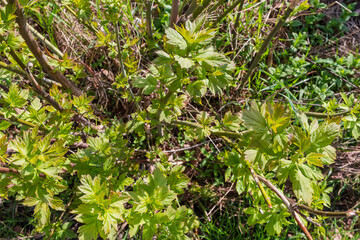 Bush of ash-leaved maple with young leaves on sprouts - 787046377