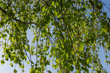 Birch branches with leaves and catkins hanging down against sky