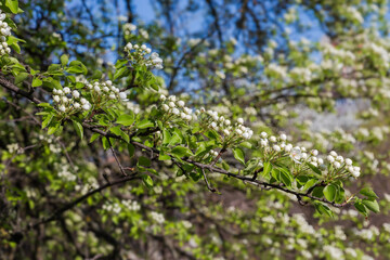 Wild pear branch with unopened flowers and fresh young leaves