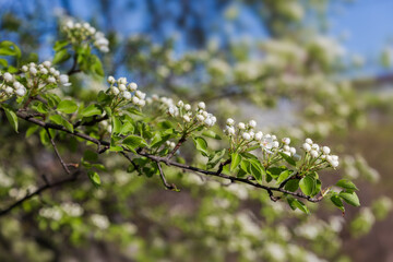 Wild pear branch at the beginning of the blooming - 787046395
