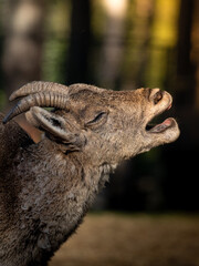 Joven cabra montesa bostezando en en centro de recuperación de fauna ibérica en Guadalajara