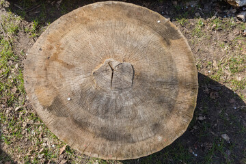 Stump of the old thick tree without bark, top view